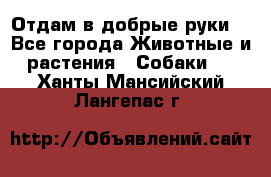Отдам в добрые руки  - Все города Животные и растения » Собаки   . Ханты-Мансийский,Лангепас г.